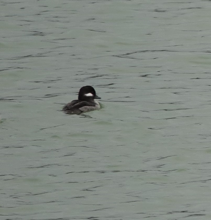 Bufflehead - ML629051466