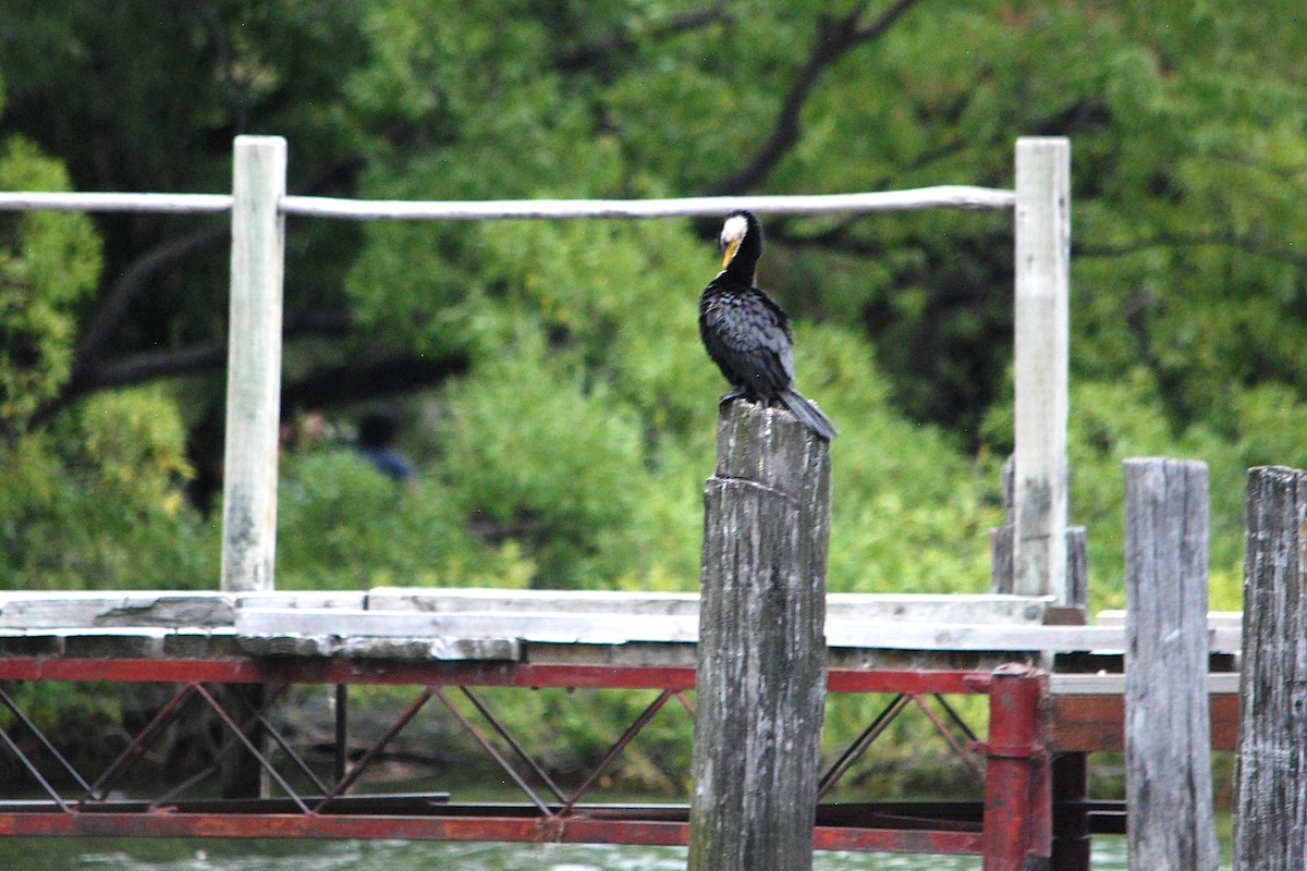 Little Pied Cormorant - ML629051599