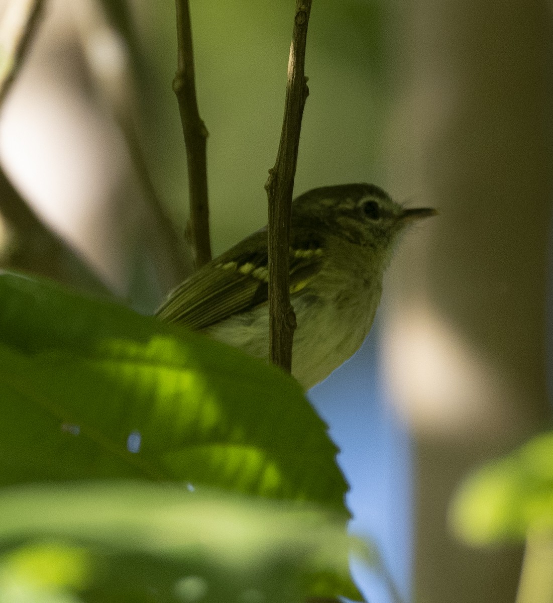 Restinga Tyrannulet - ML629051710