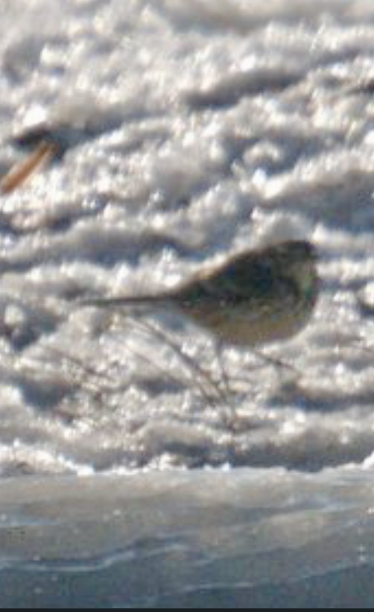 American Pipit - ML629051789