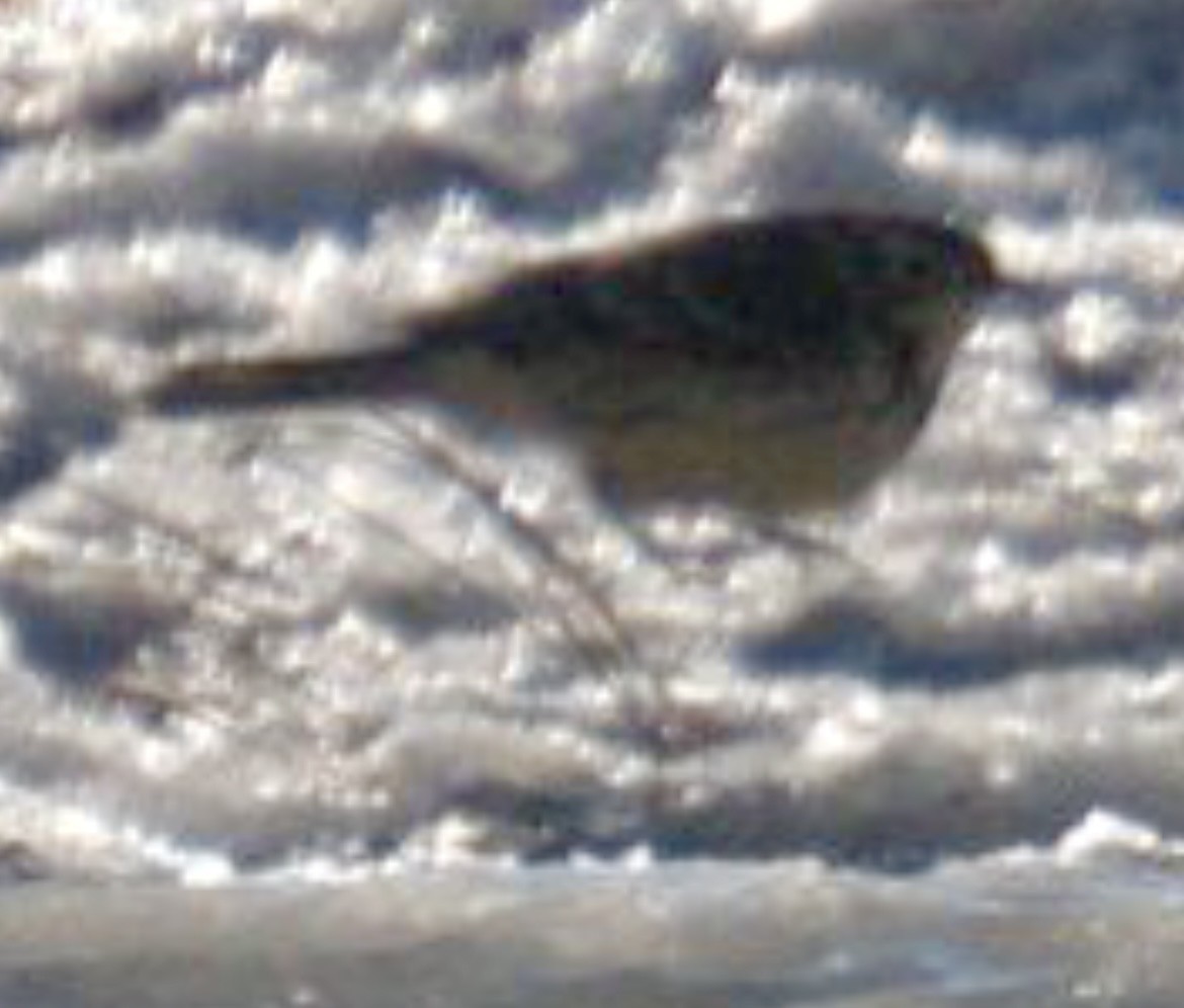 American Pipit - ML629051790