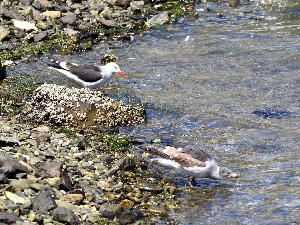 Dolphin Gull - ML629051965