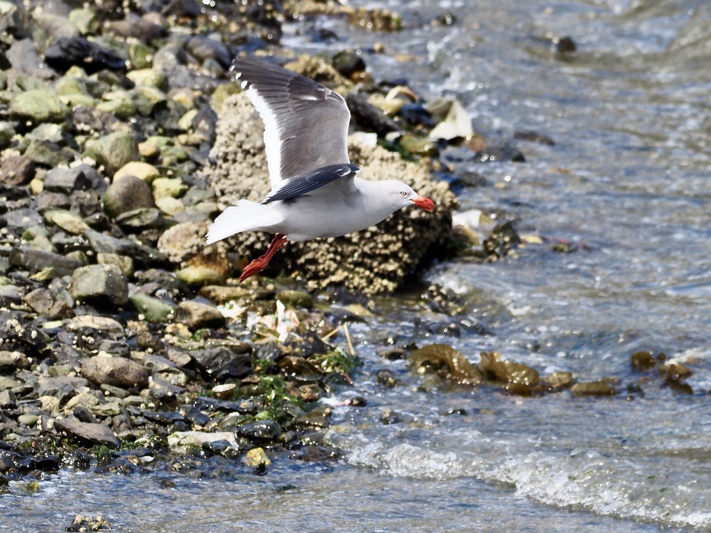 Dolphin Gull - ML629051968