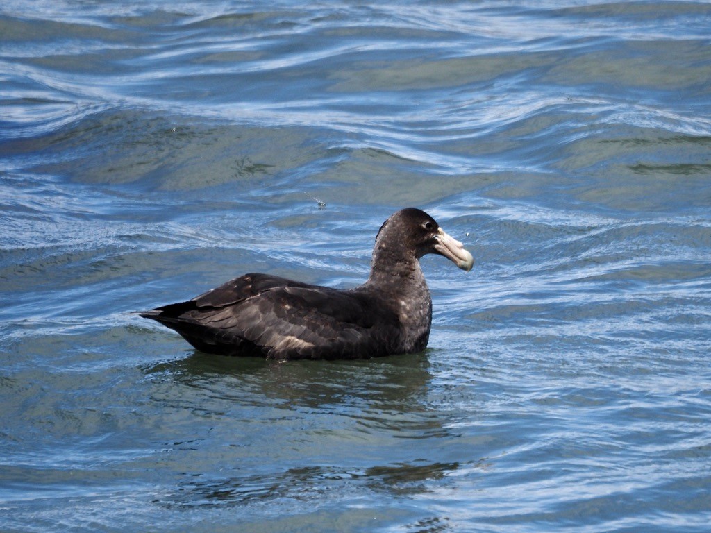 Southern Giant-Petrel - ML629051991