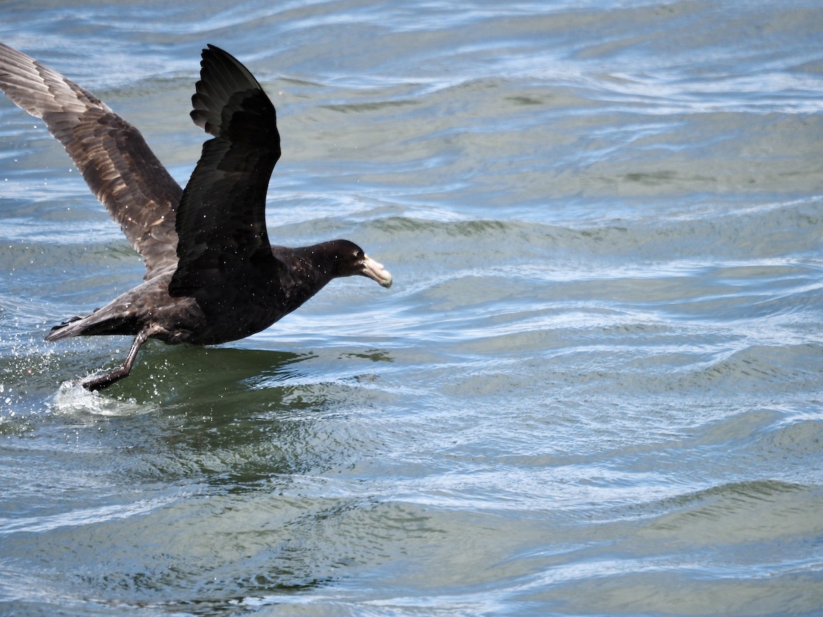 Southern Giant-Petrel - ML629051992