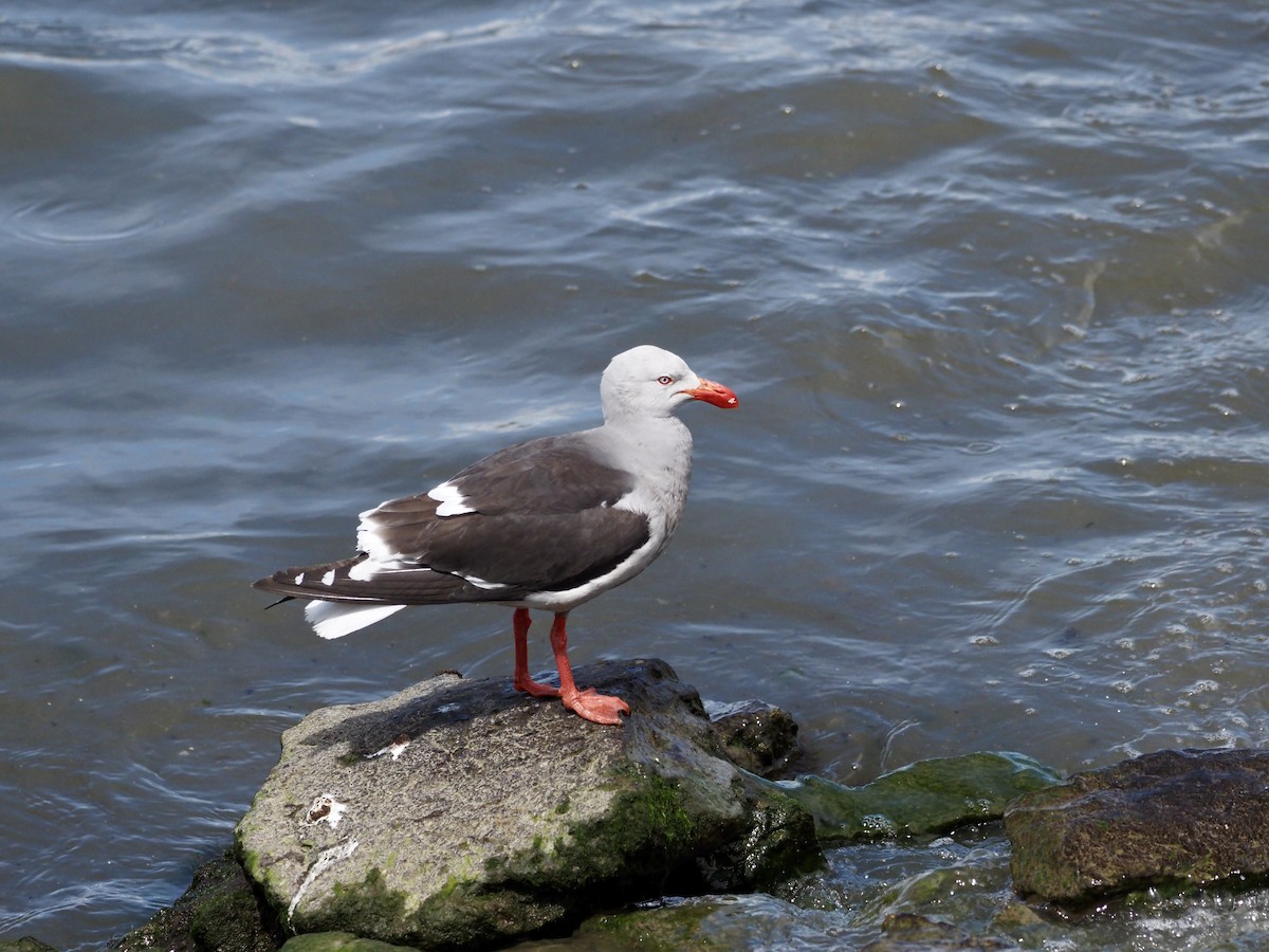 Dolphin Gull - ML629052013