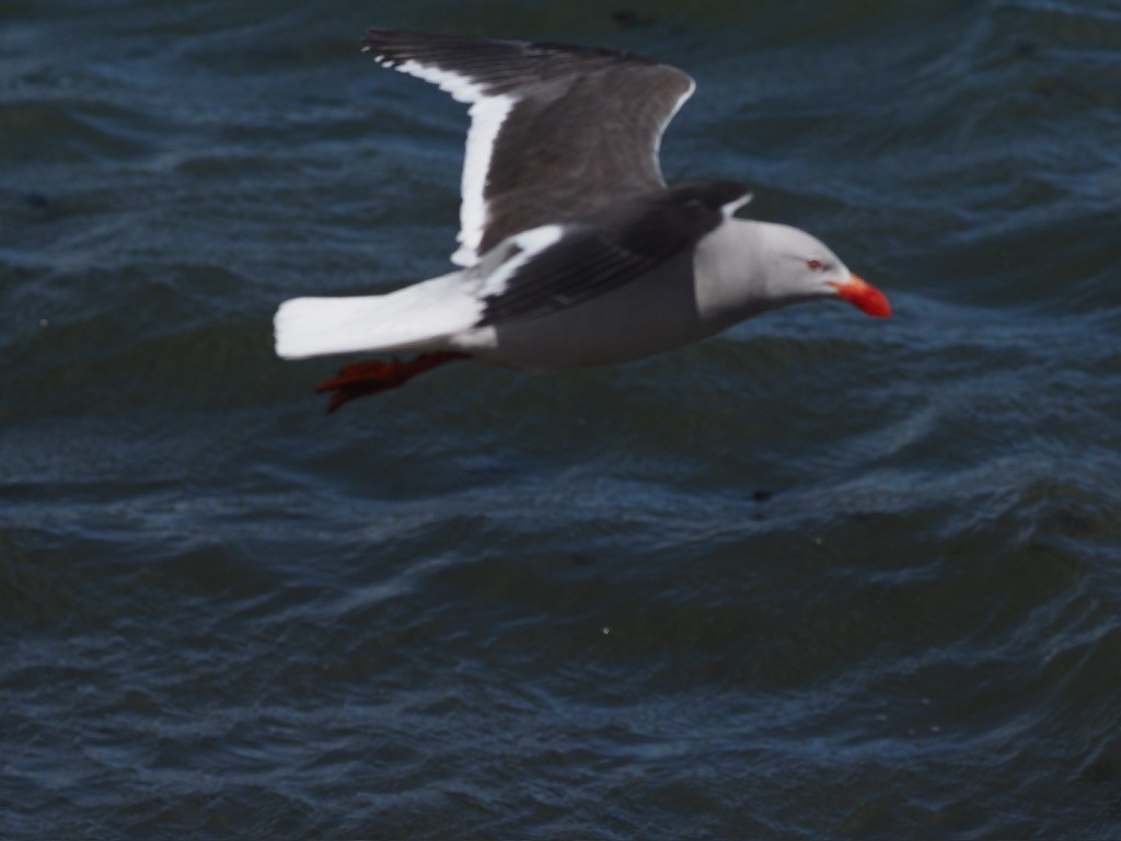 Dolphin Gull - ML629052019