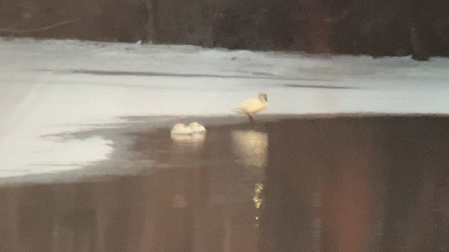 Trumpeter Swan - ML629052041