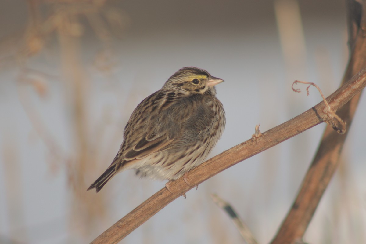 Savannah Sparrow - ML629052068