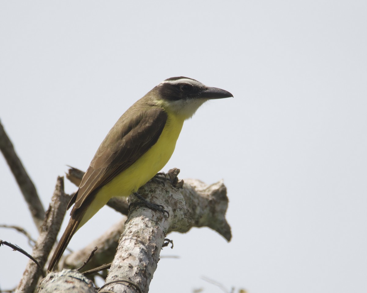 Boat-billed Flycatcher - ML629052096