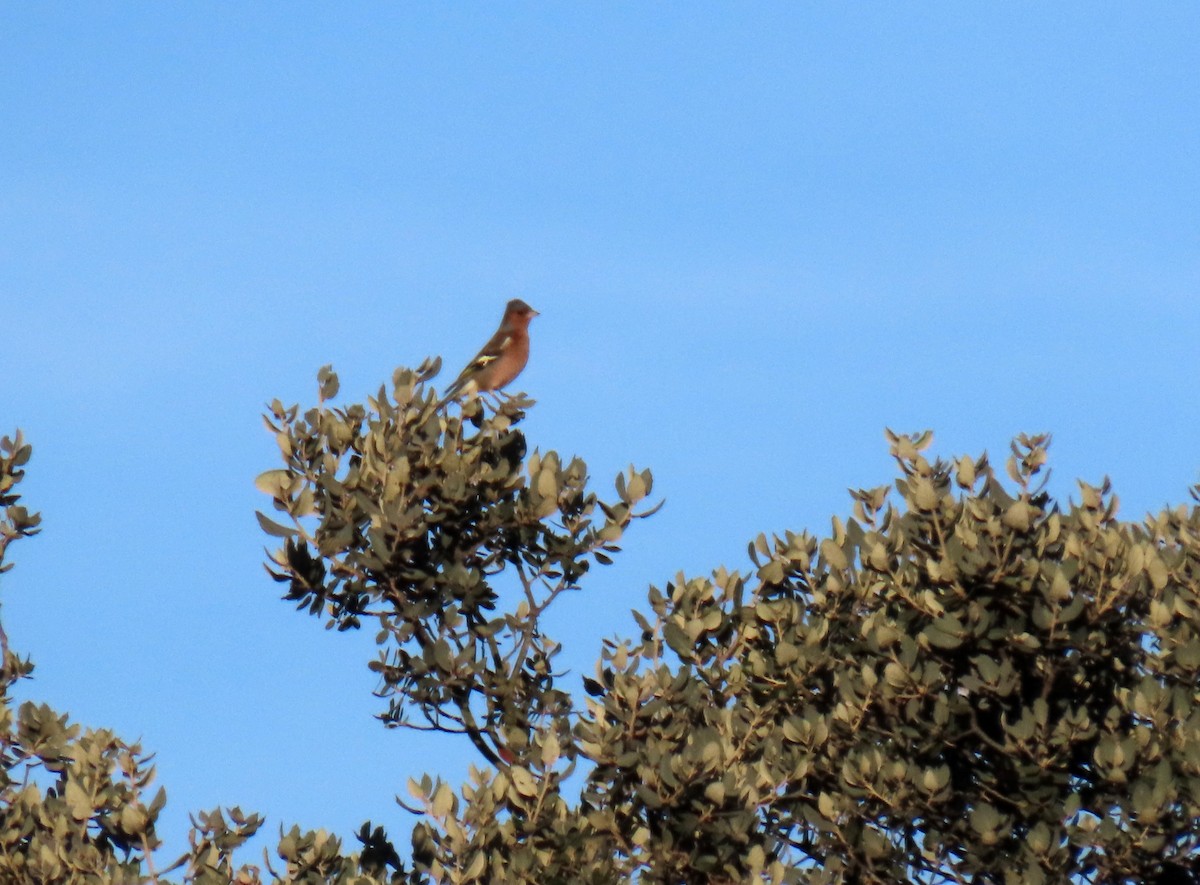 Common Chaffinch - ML629052098