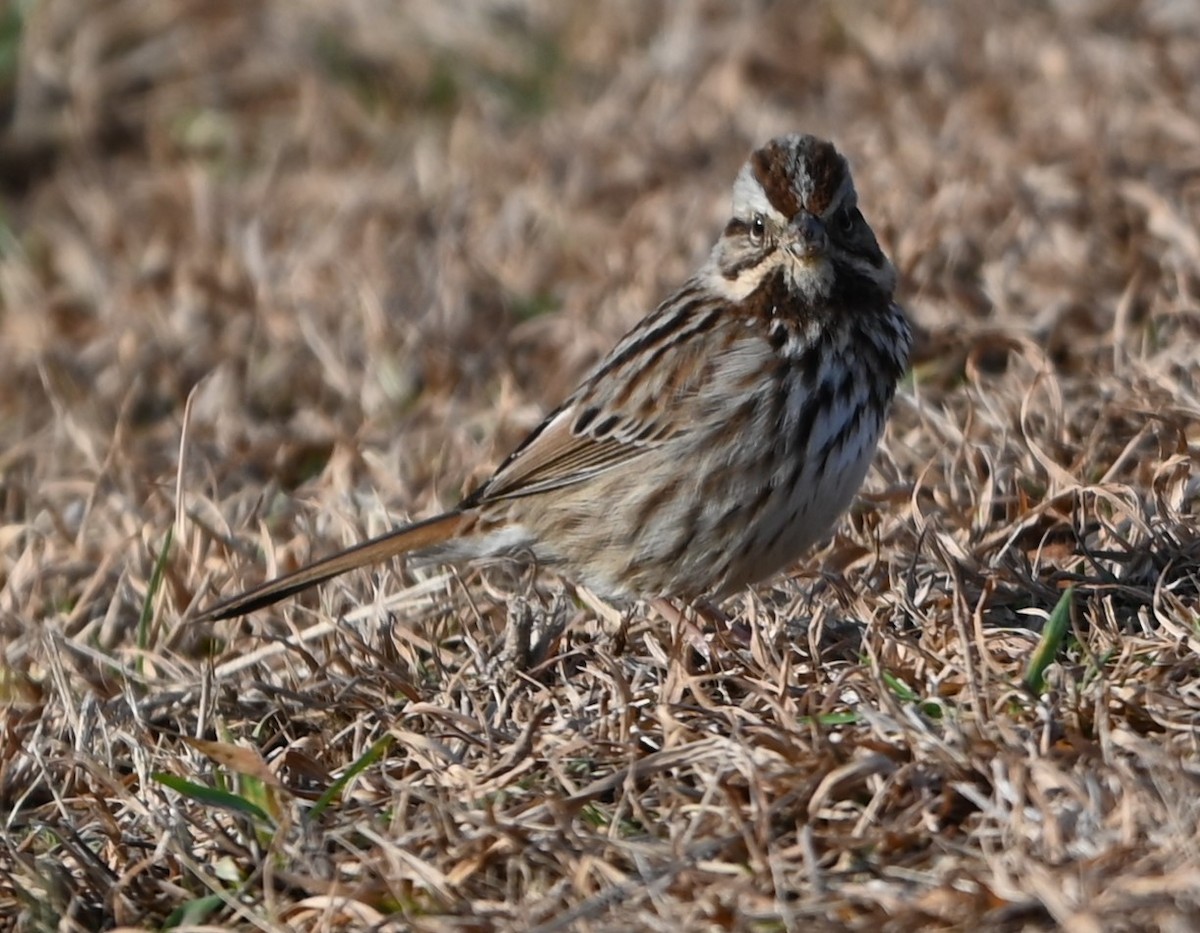 Song Sparrow - ML629052104