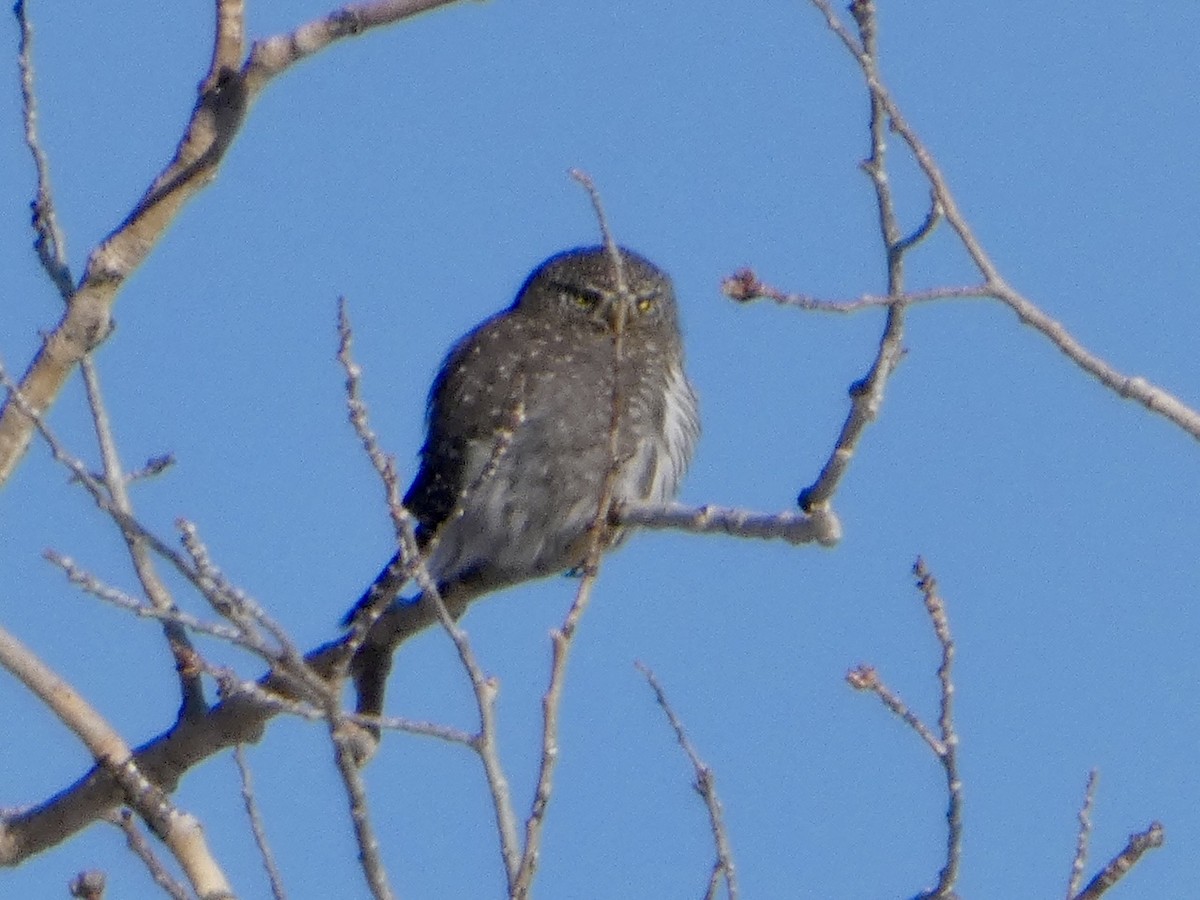 Northern Pygmy-Owl - ML629052118