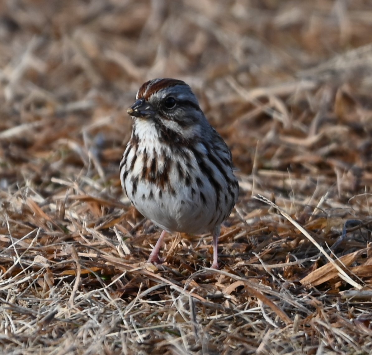 Song Sparrow - ML629052121
