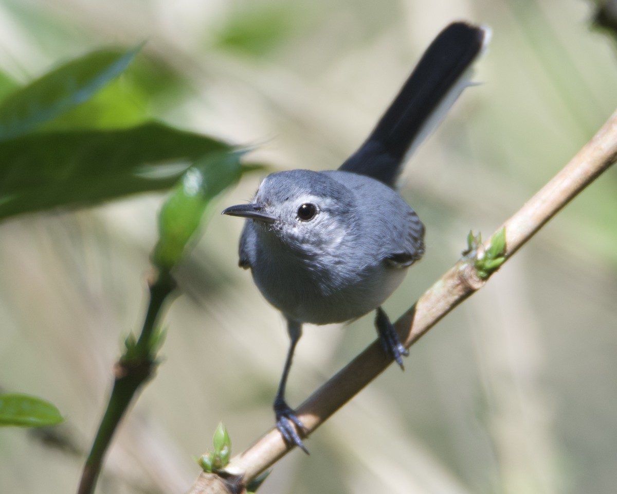 White-browed Gnatcatcher - ML629052127