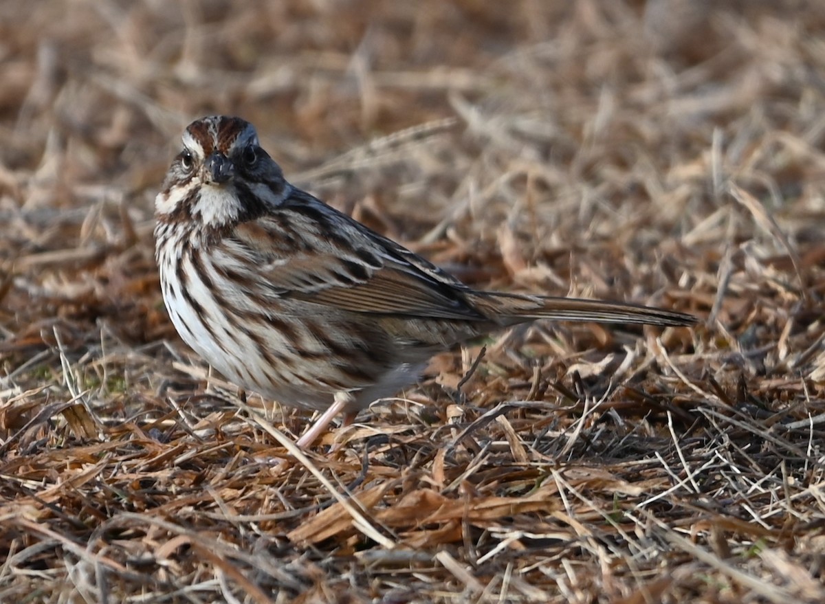 Song Sparrow - ML629052128