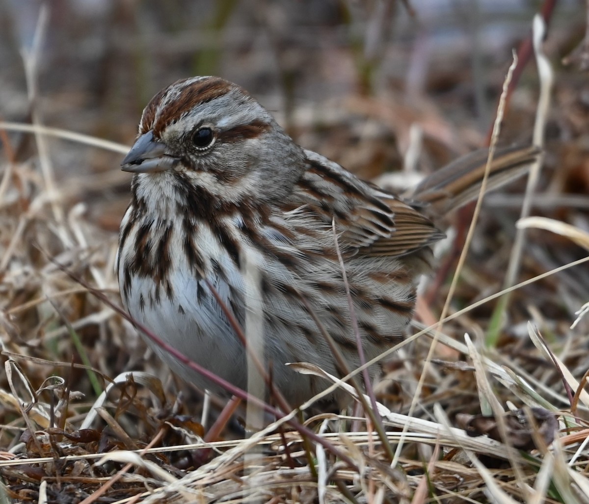 Song Sparrow - ML629052157