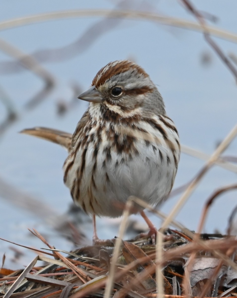 Song Sparrow - ML629052171