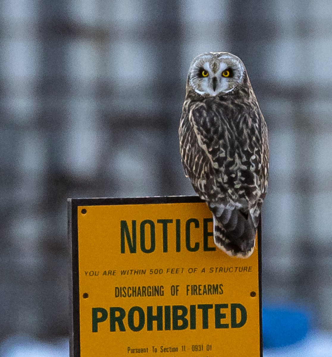 Short-eared Owl (Northern) - ML629052178
