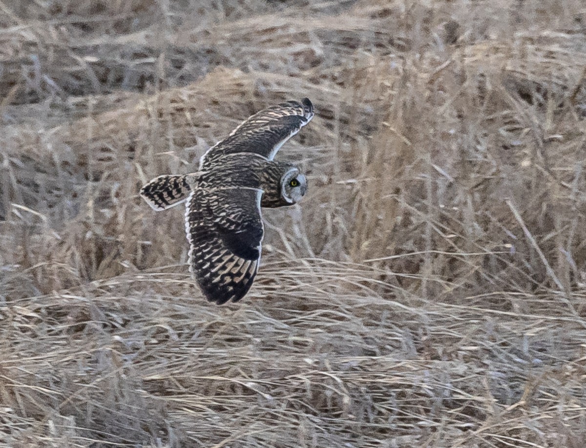 Short-eared Owl (Northern) - ML629052197