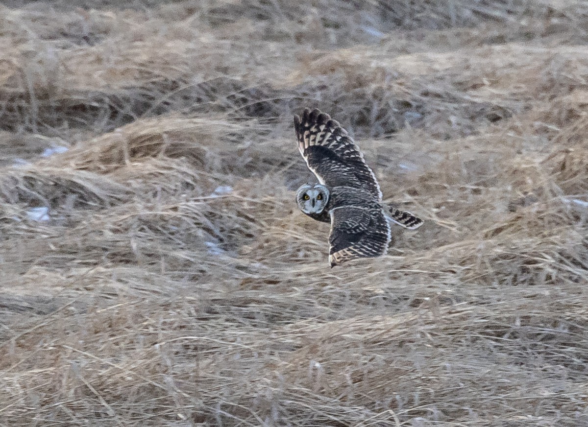 Short-eared Owl (Northern) - ML629052198