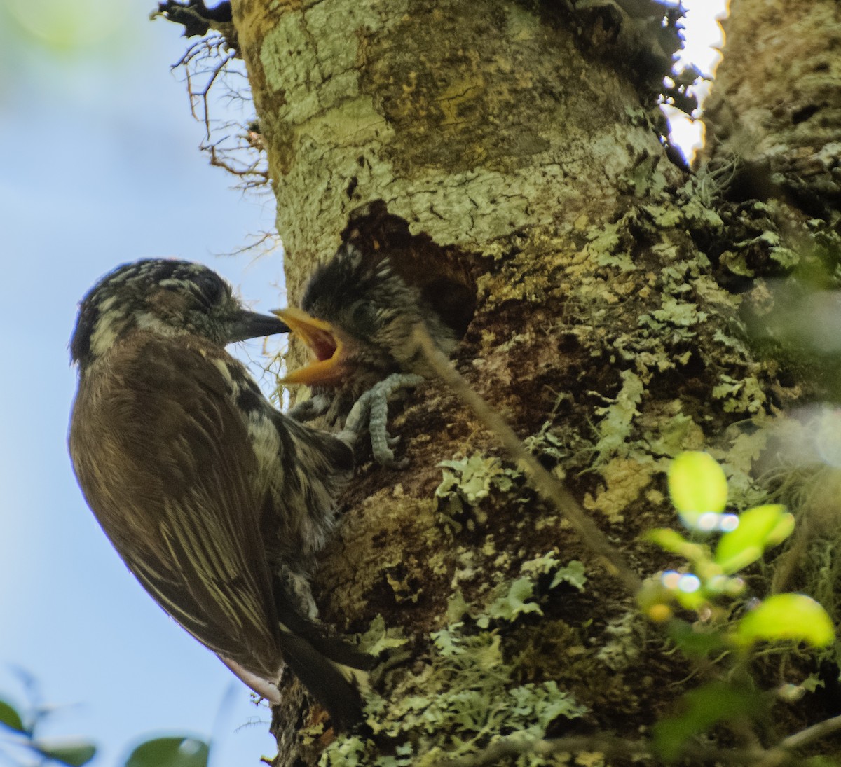 Mottled Piculet - ML629052295