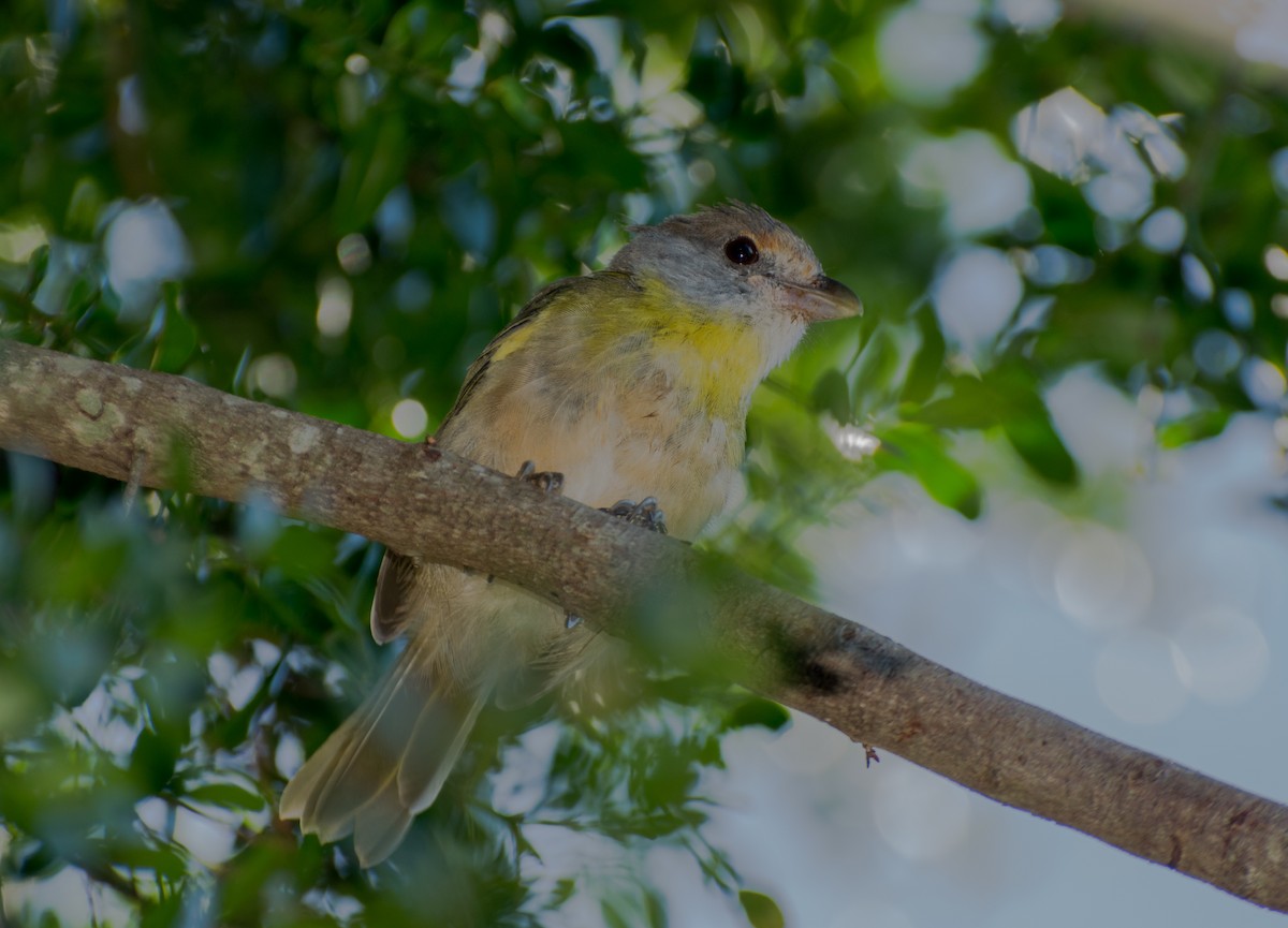 Rufous-browed Peppershrike - ML629052350
