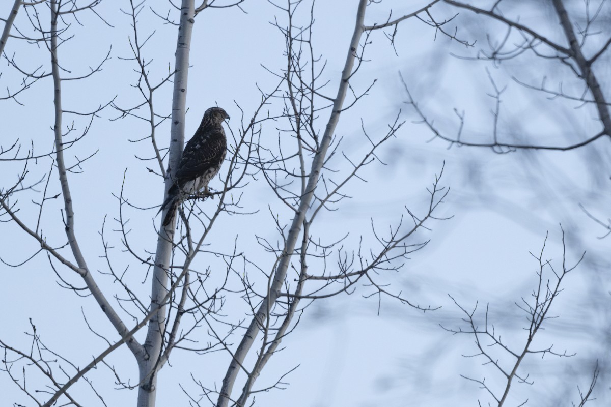 American Goshawk - ML629052395