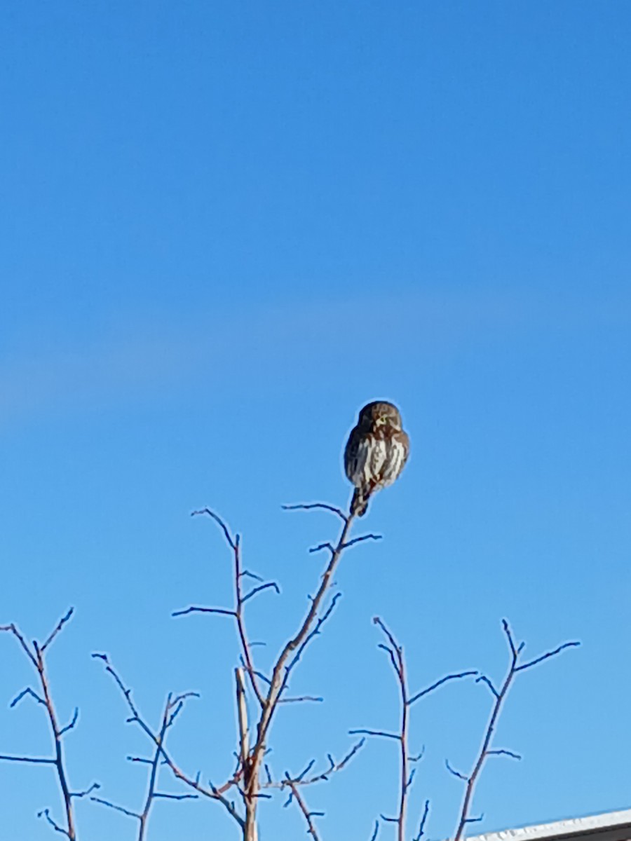 Northern Pygmy-Owl - ML629052581