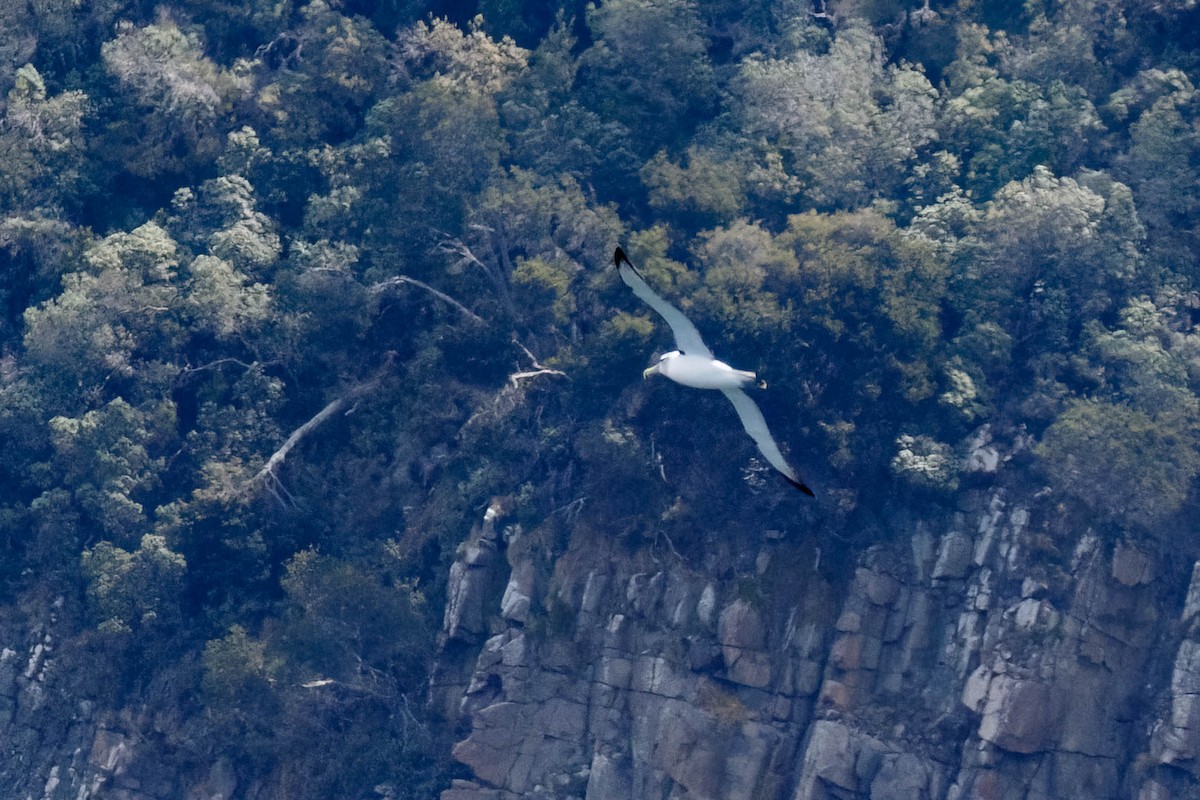 White-capped Albatross - ML629052611