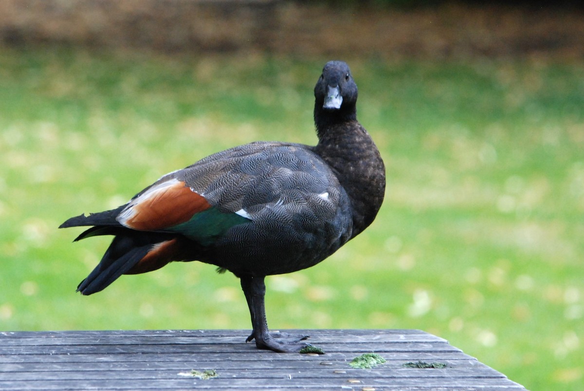 Paradise Shelduck - ML629052749