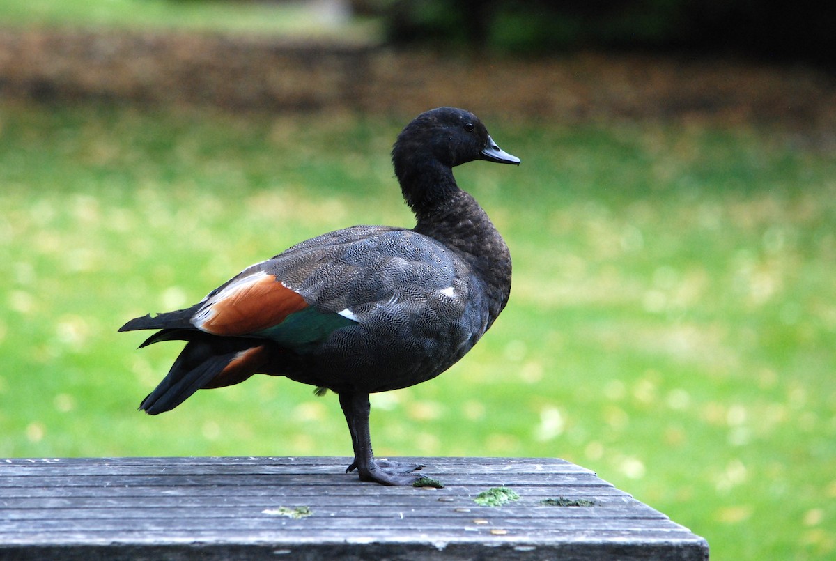 Paradise Shelduck - ML629052750