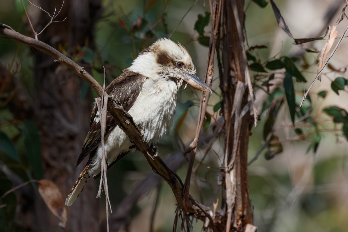 Laughing Kookaburra - ML629052869