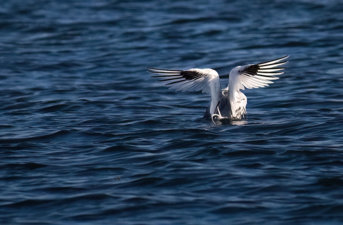 Red-billed Tropicbird - ML629052946