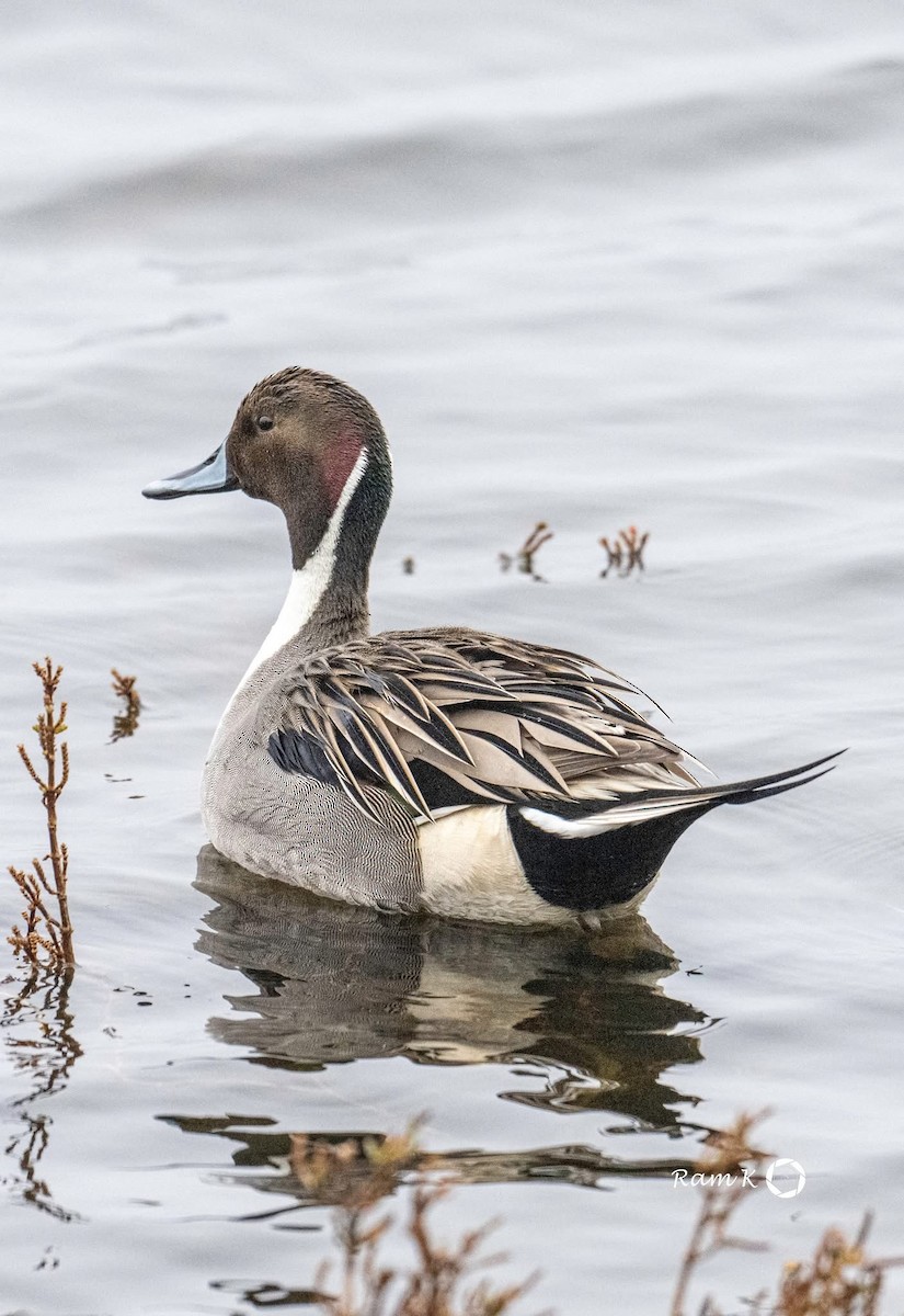 Northern Pintail - ML629052998
