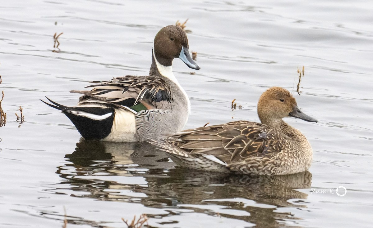 Northern Pintail - ML629052999