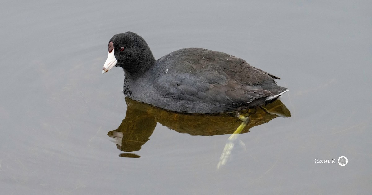 American Coot - ML629053007