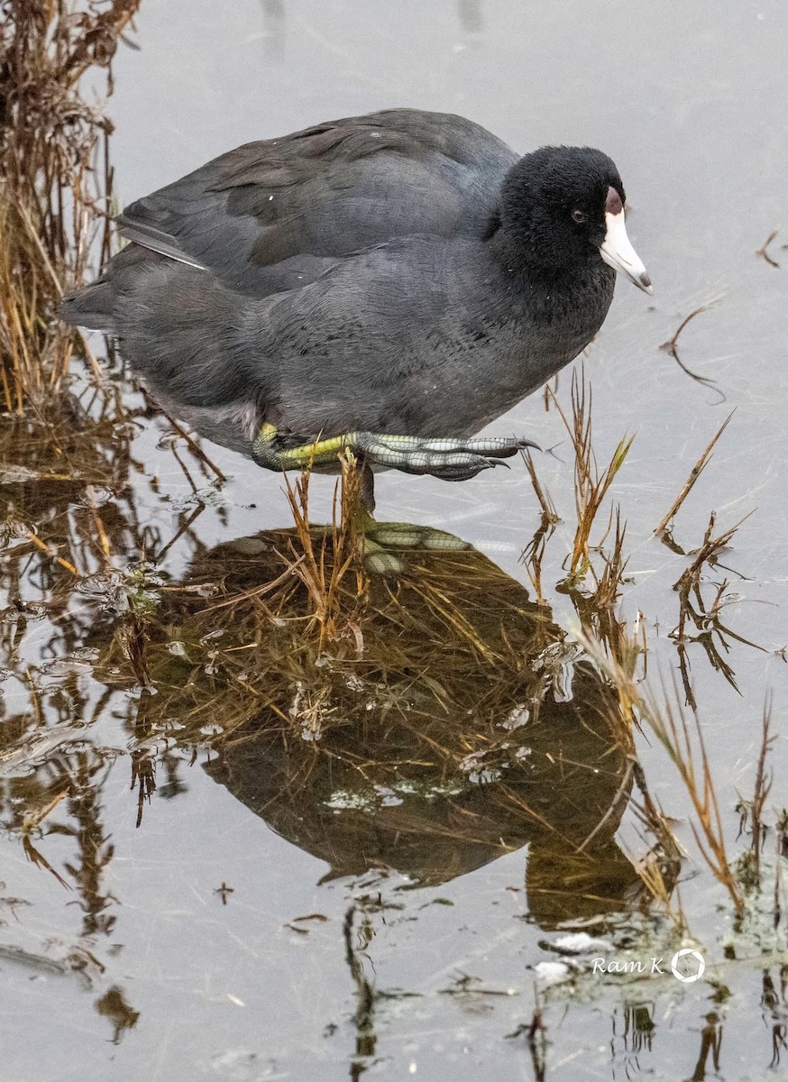 American Coot - ML629053008