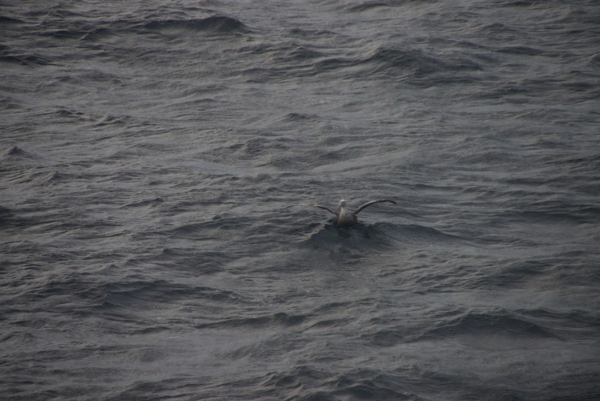 Southern Giant-Petrel - ML629053015