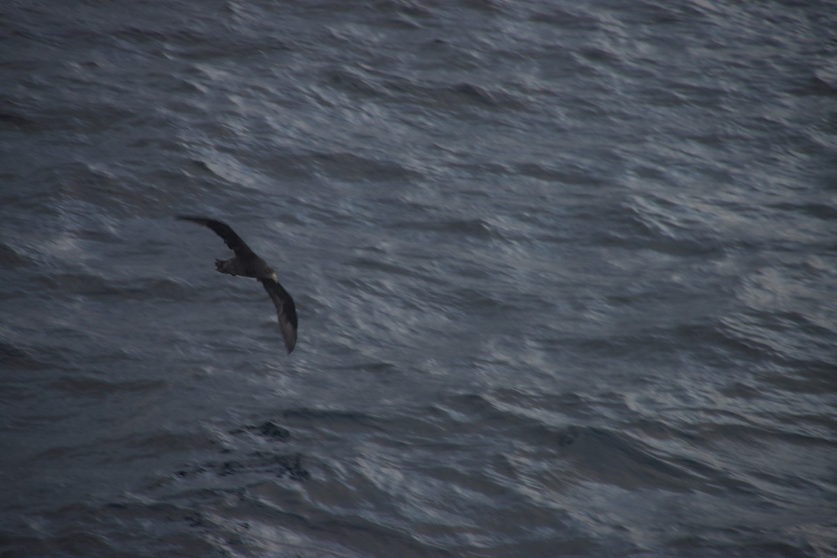 Southern Giant-Petrel - ML629053016