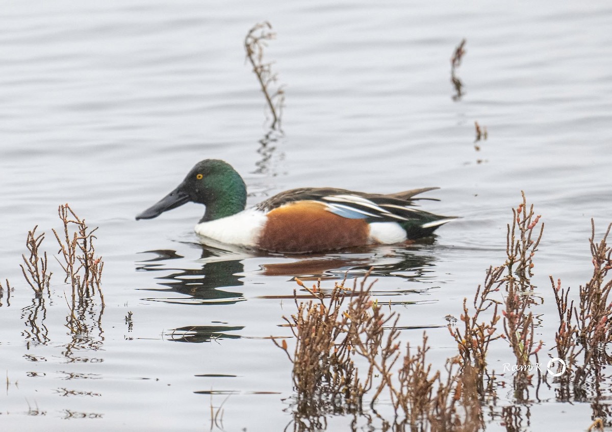 Northern Shoveler - ML629053062