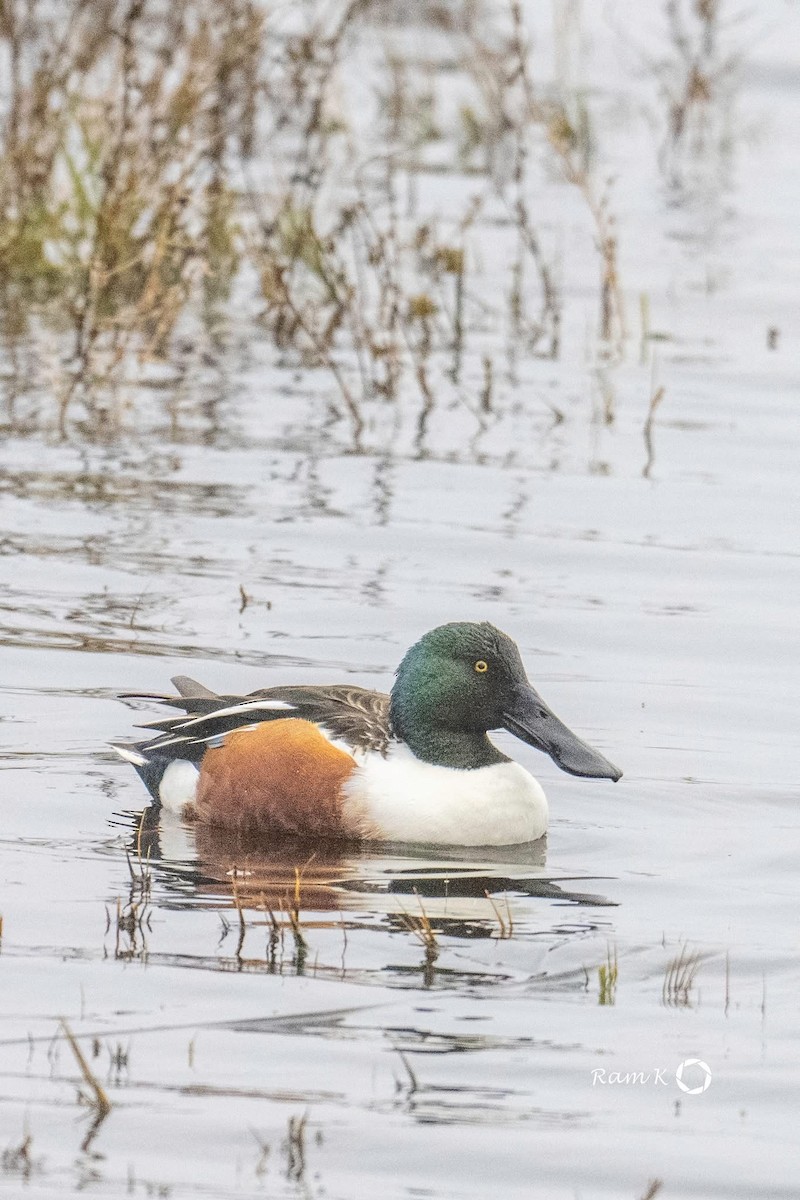 Northern Shoveler - ML629053063