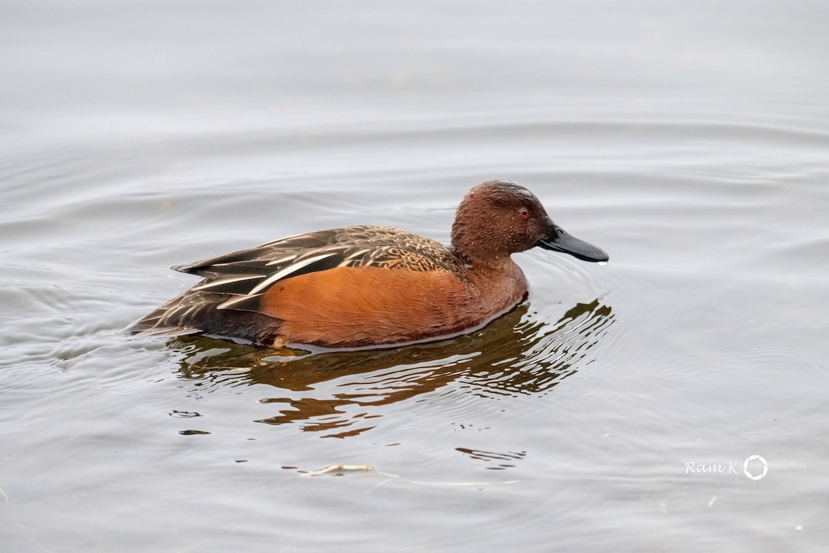 Cinnamon Teal - ML629053101