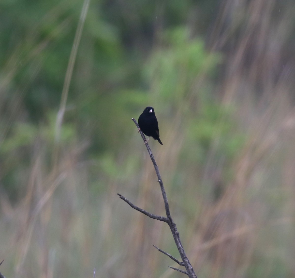 Purple Indigobird - ML629053131