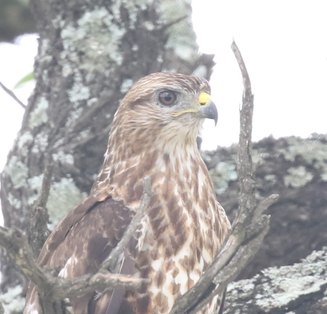 Common Buzzard - ML629053384
