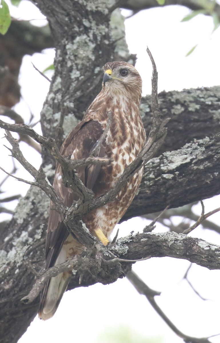 Common Buzzard - ML629053385
