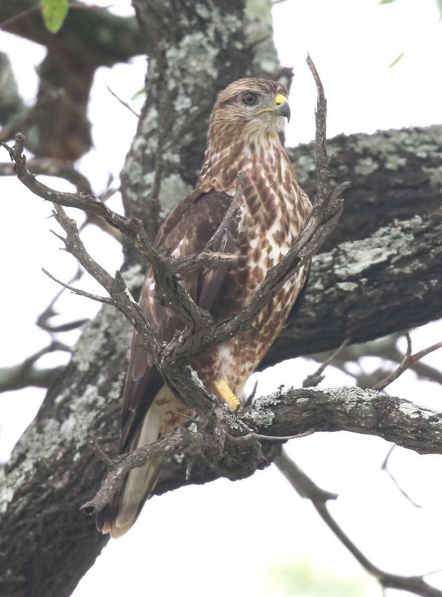 Common Buzzard - ML629053386