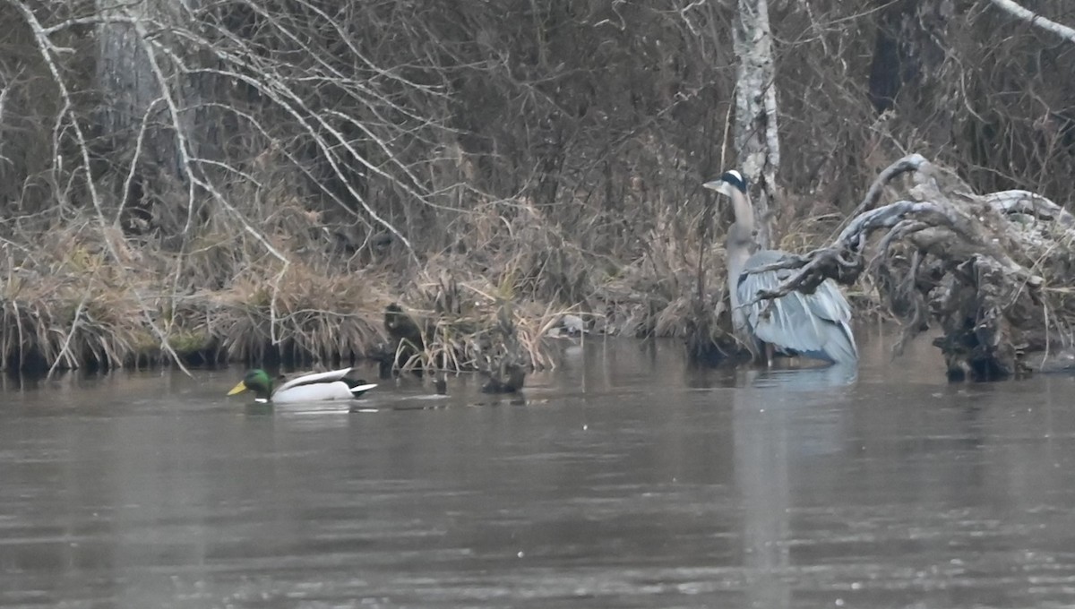Mallard - ML629053389