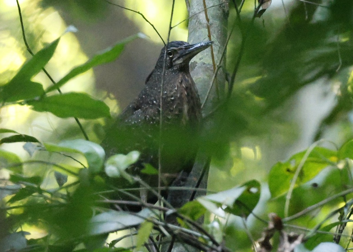 White-crested Tiger-Heron - ML629053407