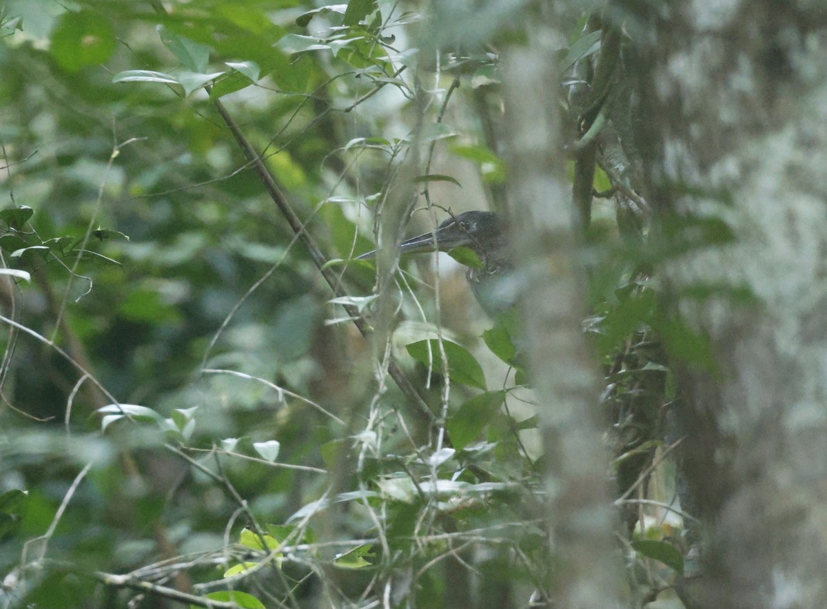 White-crested Tiger-Heron - ML629053408